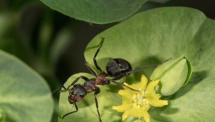 Scientists Revive Ancient Bulgarian Method to Create Ant Yogurt