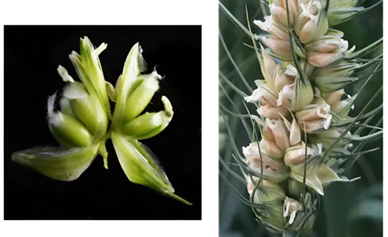 Scientists Unlock Genetic Secret to Triple Wheat Grain Yields