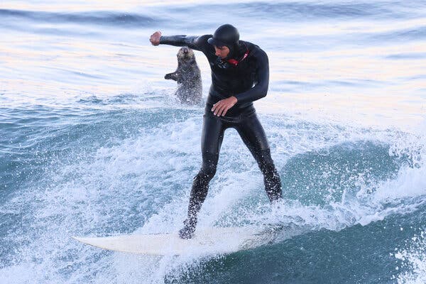 Sea Otters Cause Surfboard Hijinks at Santa Cruz’s Steamer Lane