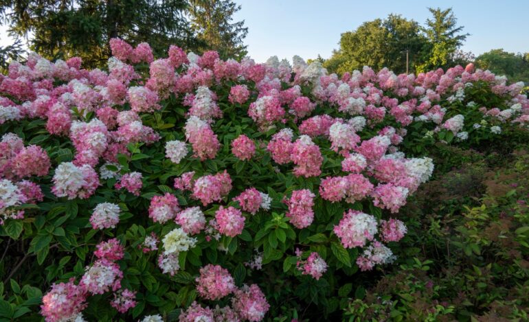 Sprinkler Systems Boost Garden Care, But Monitoring is Key