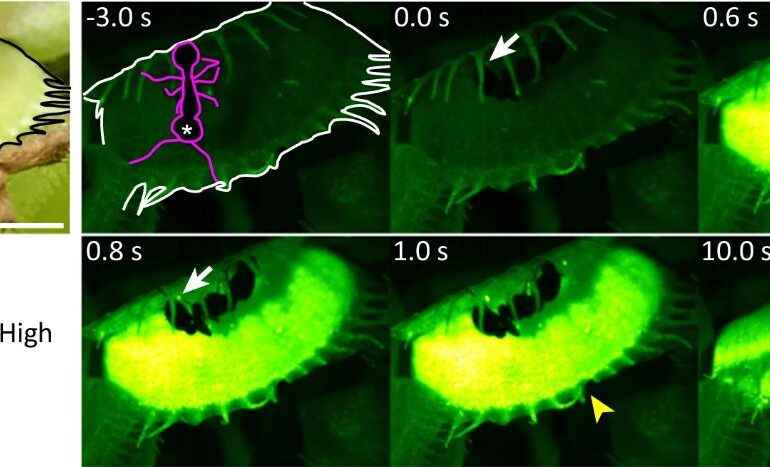 Study Reveals Mechanism Behind Venus Flytrap’s Quick Response