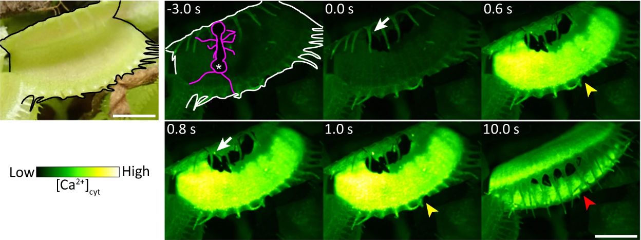 Study Reveals Mechanism Behind Venus Flytrap’s Quick Response