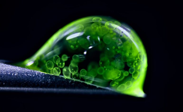 Stunning Microphotography Reveals Hidden Worlds in 2025 Contest