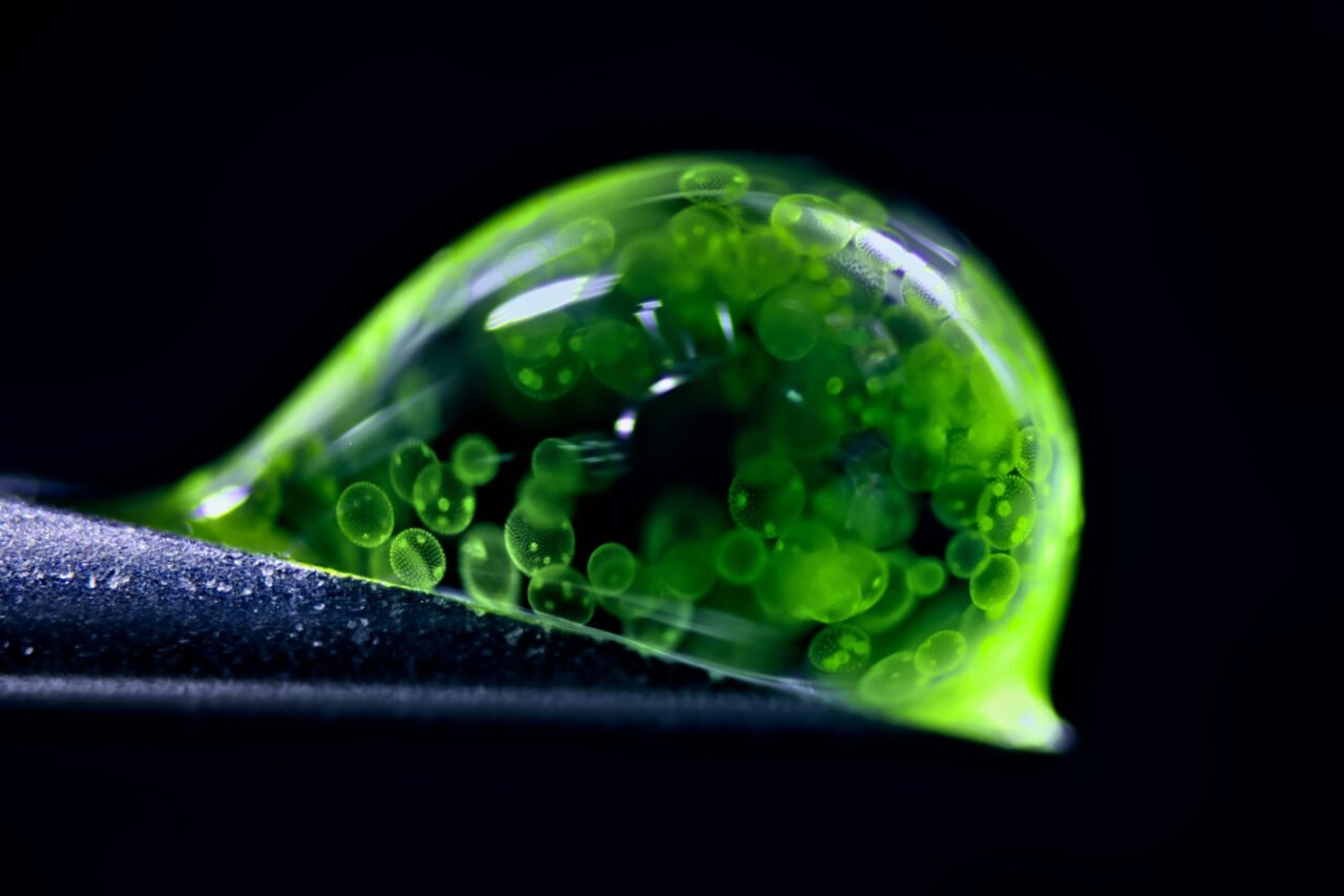 Stunning Microphotography Reveals Hidden Worlds in 2025 Contest