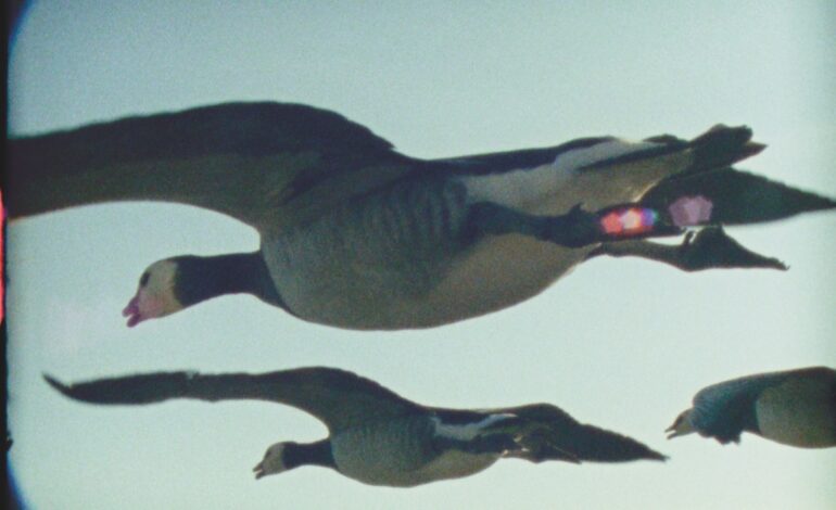 “Super Nature” Premieres at BFI London Film Festival, Celebrates Nature
