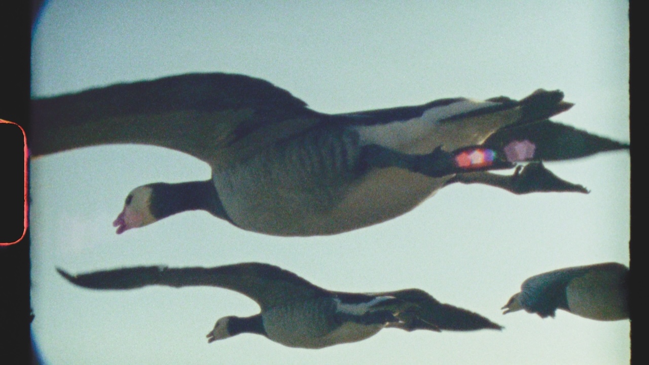 “Super Nature” Premieres at BFI London Film Festival, Celebrates Nature