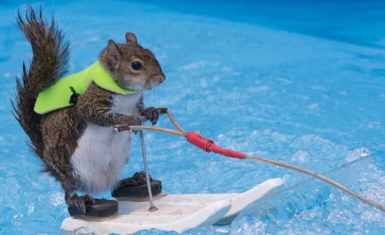 Twiggy the Water-Skiing Squirrel Wows Crowds at Carolina Classic Fair