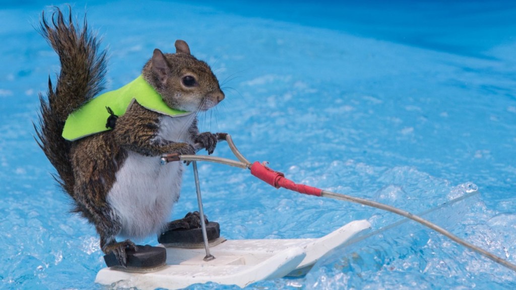 Twiggy the Water-Skiing Squirrel Wows Crowds at Carolina Classic Fair