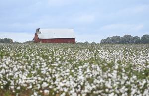 Urgent Update: Cotton Prices Plunge as Farmers Brace for Impact
