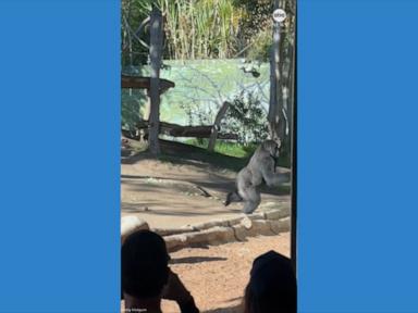 Urgent Update: Gorilla Crashes Glass at San Diego Zoo, Shocking Visitors