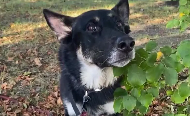 Volunteer and Search Dog Rescue Missing 2-Year-Old in NH Woods