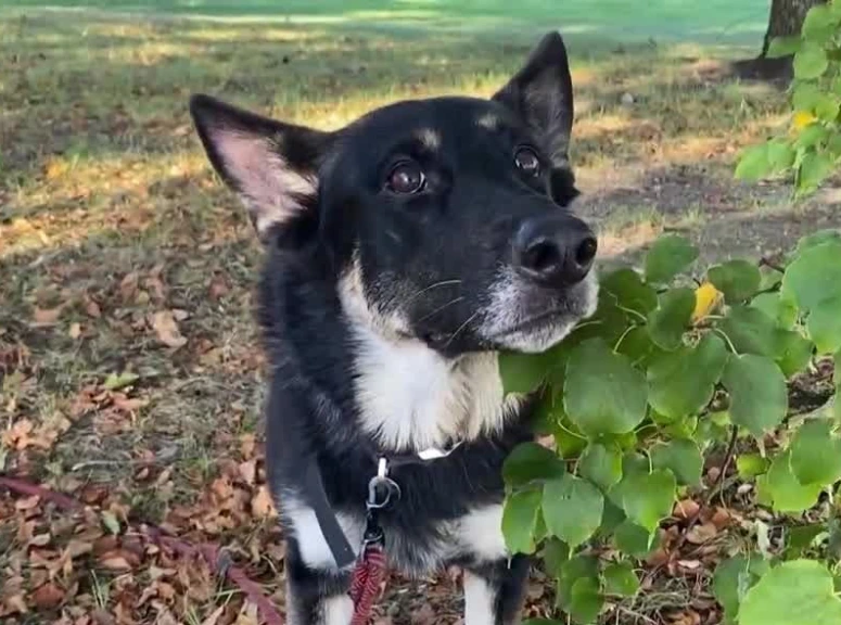 Volunteer and Search Dog Rescue Missing 2-Year-Old in NH Woods