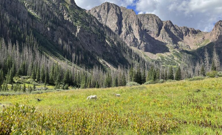 Weminuche Wilderness Celebrates 50 Years of Protection Amid Challenges