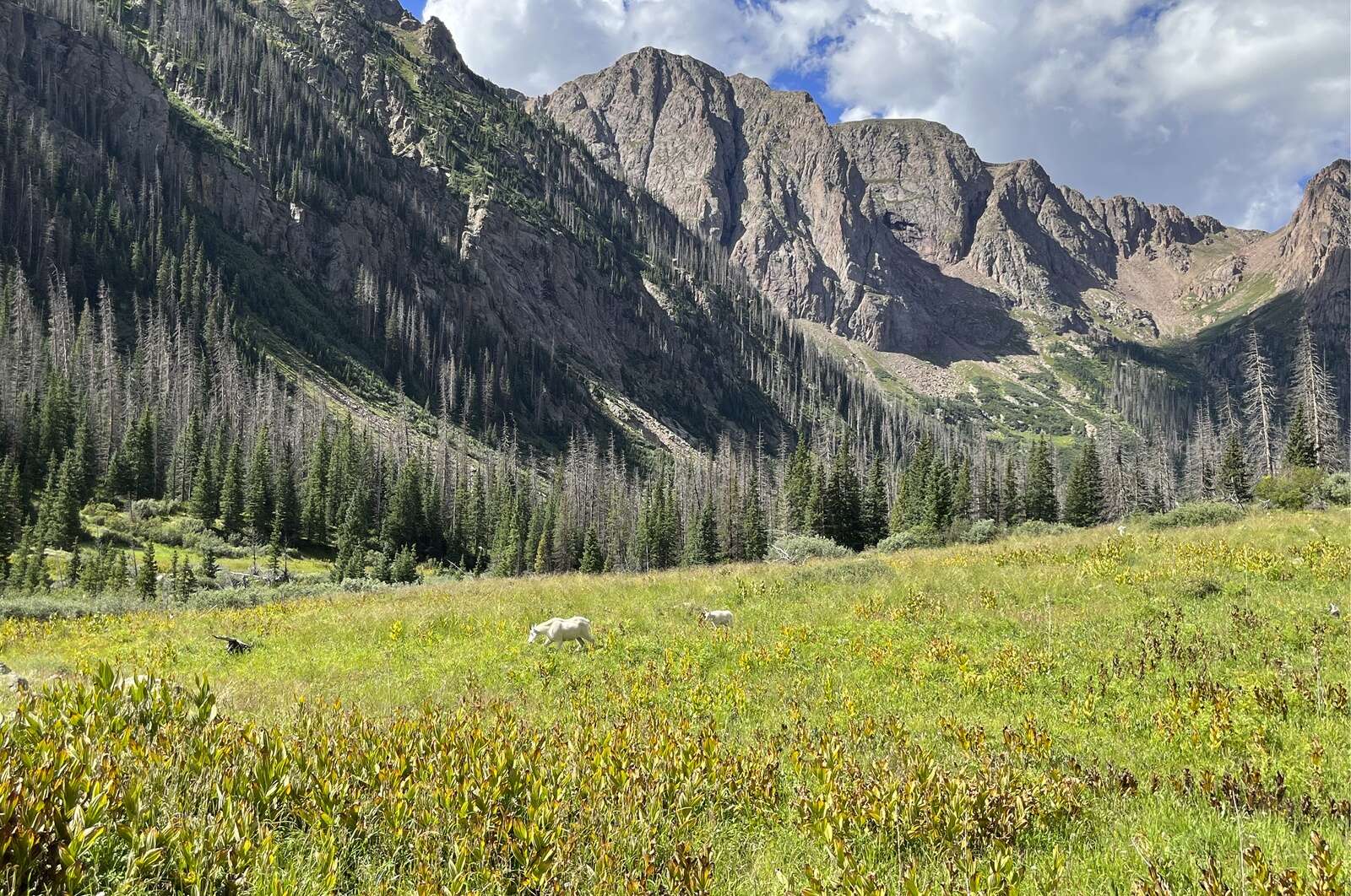 Weminuche Wilderness Celebrates 50 Years of Protection Amid Challenges