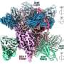 AI Accelerates Antibody Design to Combat Viral Infections