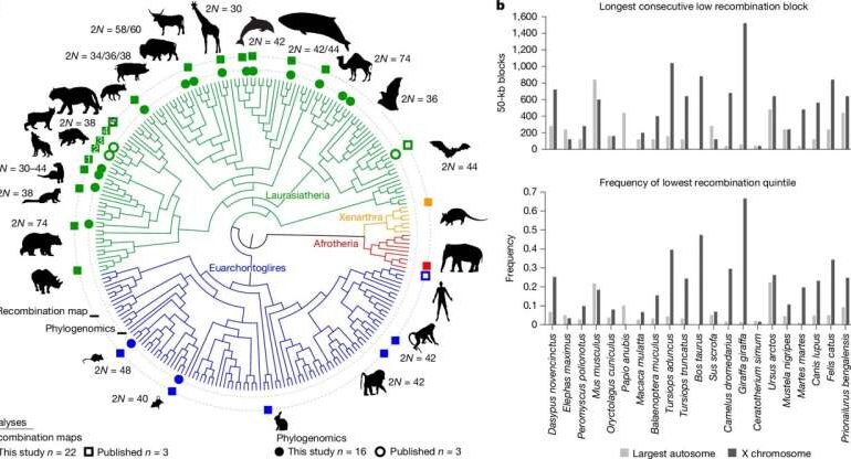 AI Uncovers Genomic Insights to Distinguish Mammal Species