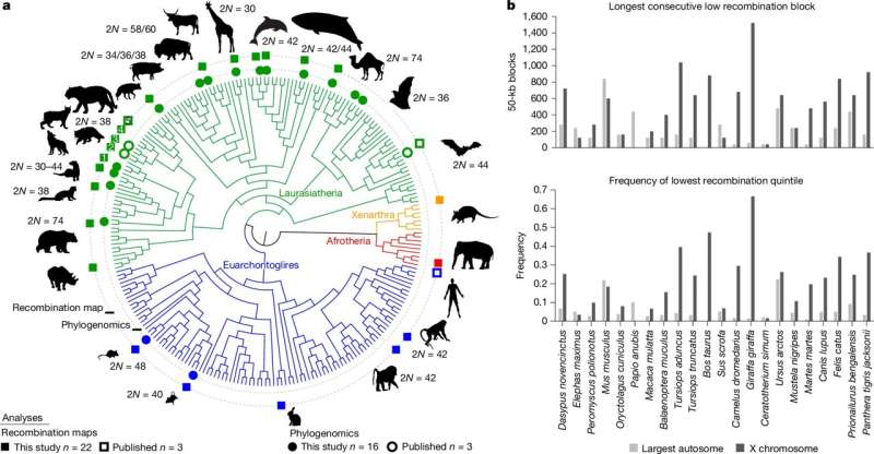 AI Uncovers Genomic Insights to Distinguish Mammal Species