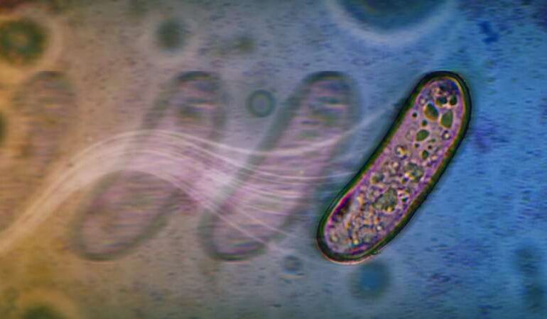 Bacteria Unveil Unique Movement Strategies Without Flagella
