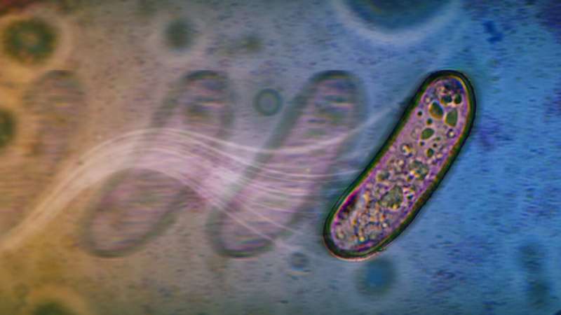 Bacteria Unveil Unique Movement Strategies Without Flagella