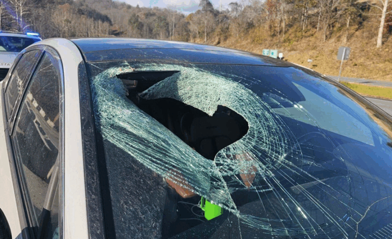 Bald Eagle Drops Cat on NC Driver’s Windshield, Shocking 911 Call