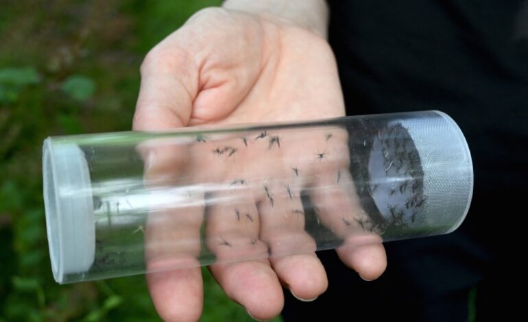 Chikungunya’s Rare Appearance in New York Raises Alarm