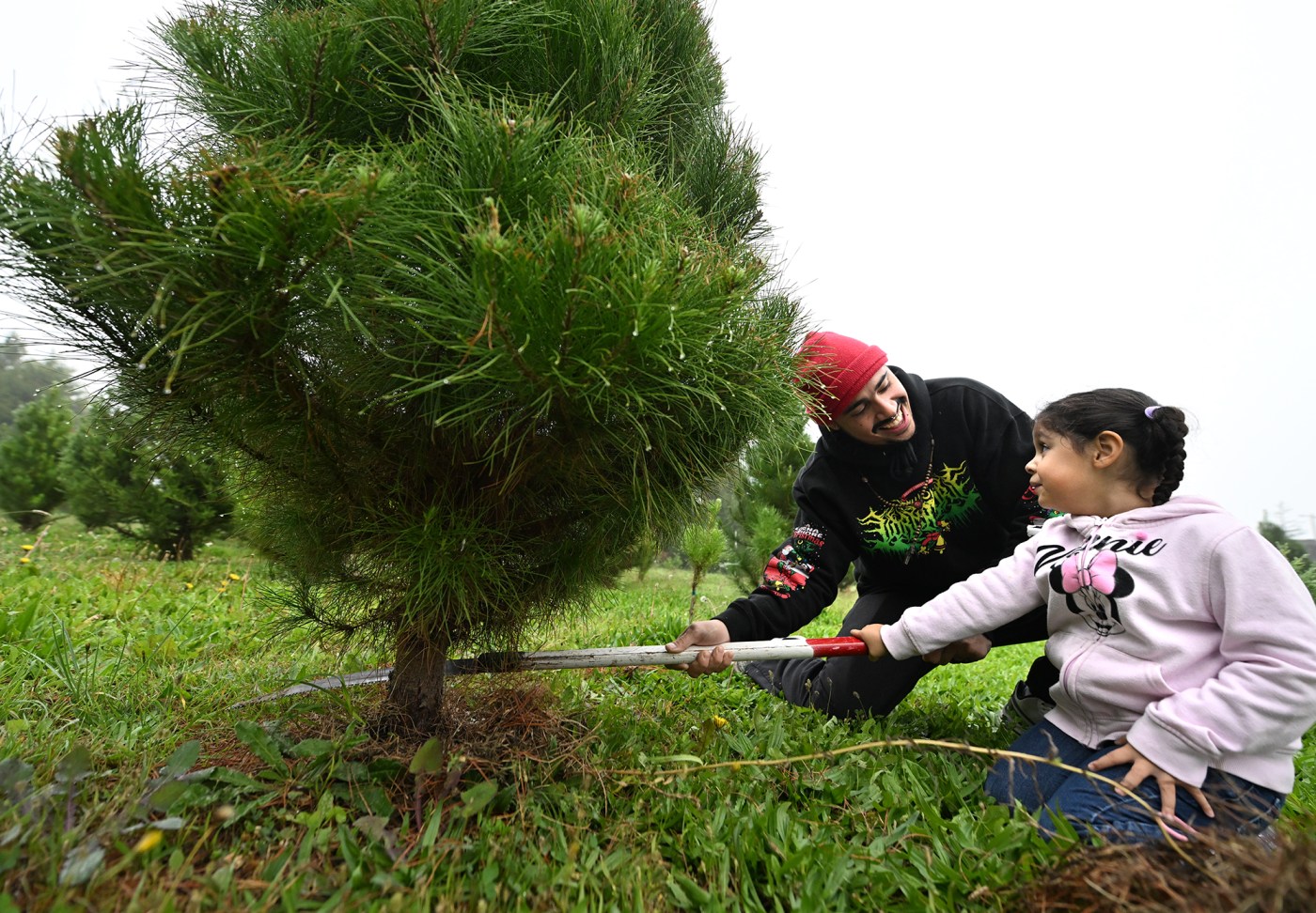 Christmas Spirit Ignites at Silveyville Tree Farm’s Grand Opening