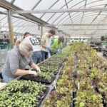 Del’s Garden Center Launches Urgent Winter Farmers Market on Nov. 15