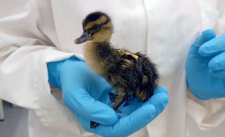 EU Considers Ban on PFAS After Gene Alterations in Ducklings