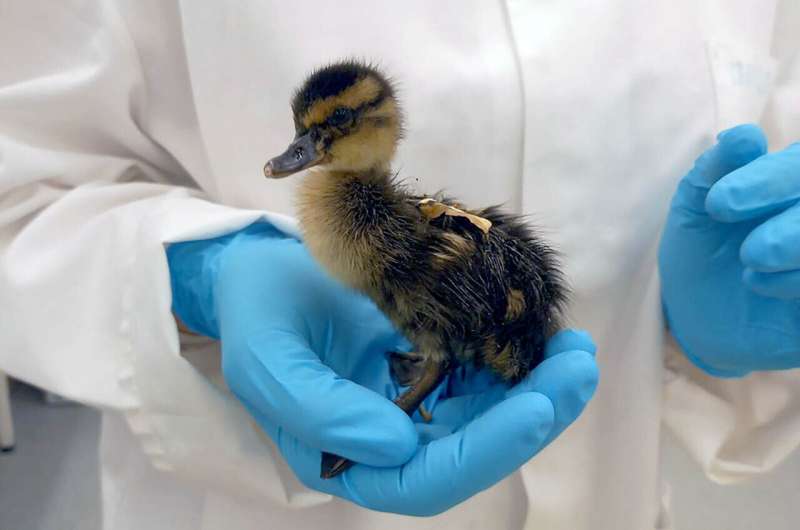 EU Considers Ban on PFAS After Gene Alterations in Ducklings