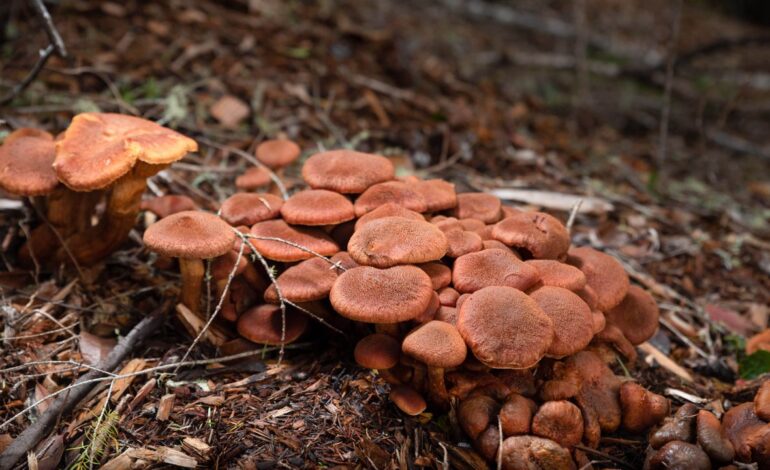 Gardeners Urged to Manage Mushroom Growth as Season Peaks