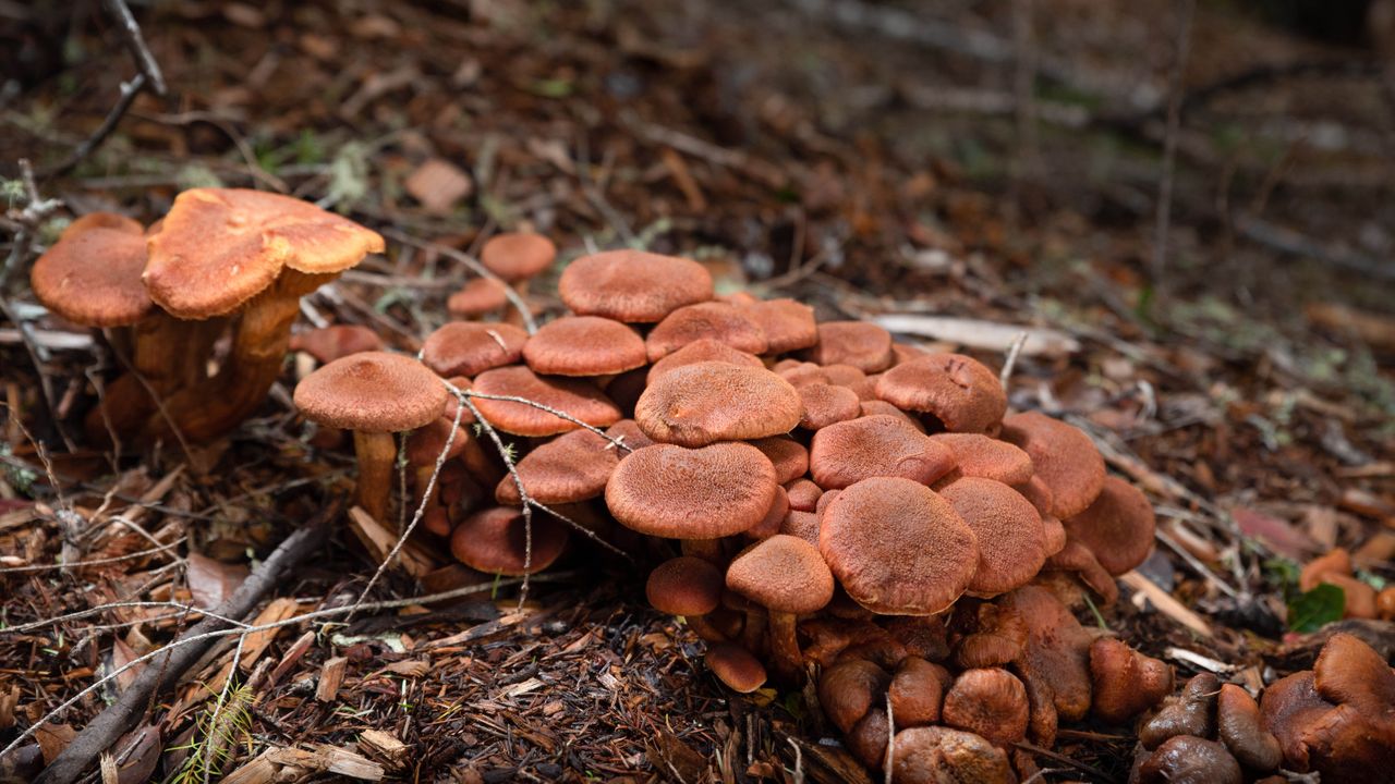 Gardeners Urged to Manage Mushroom Growth as Season Peaks