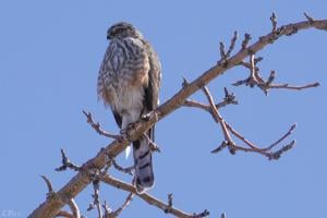 Great Basin College Hosts HawkWatch International Event