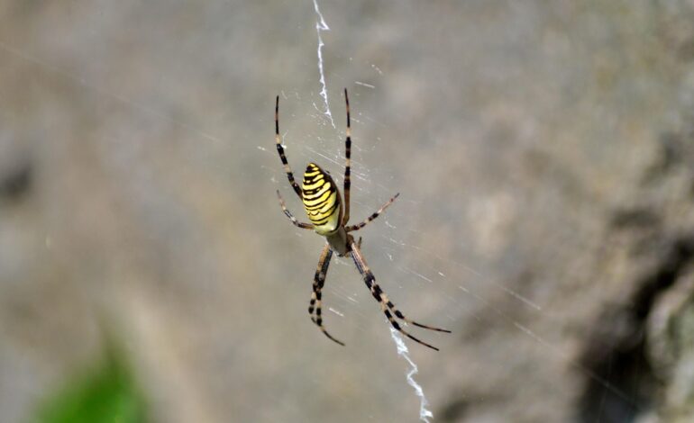 Italian Researchers Uncover Spiders’ Secret Alarm System in Webs