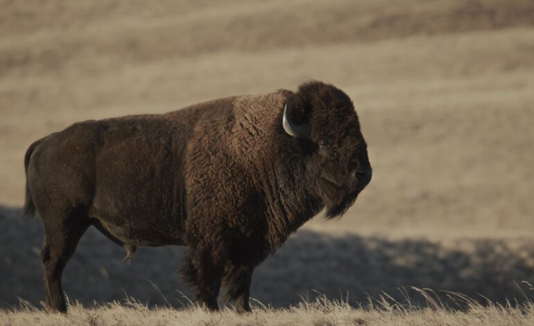 Lily Gladstone Narrates Documentary on Blackfeet Buffalo Restoration