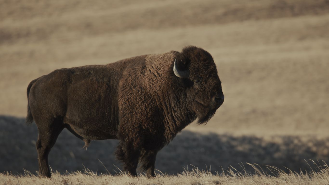 Lily Gladstone Narrates Documentary on Blackfeet Buffalo Restoration