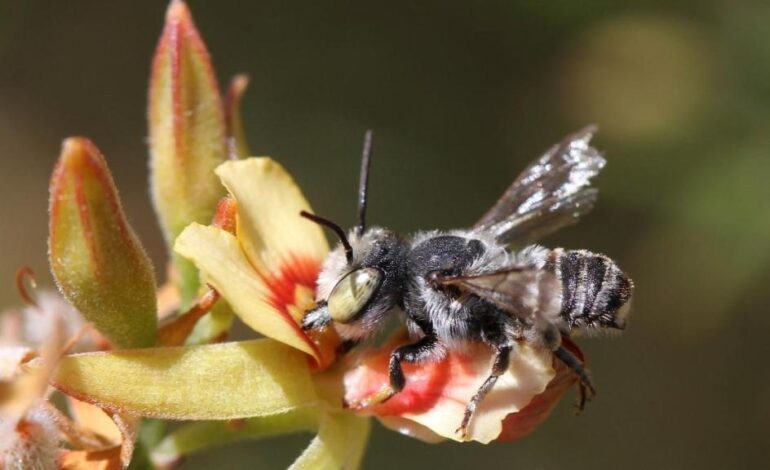 New Australian Bee Named After Netflix’s Lucifer; Urgent Discovery