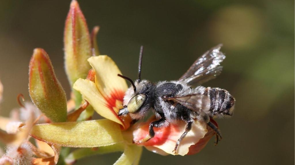 New Australian Bee Named After Netflix’s Lucifer; Urgent Discovery