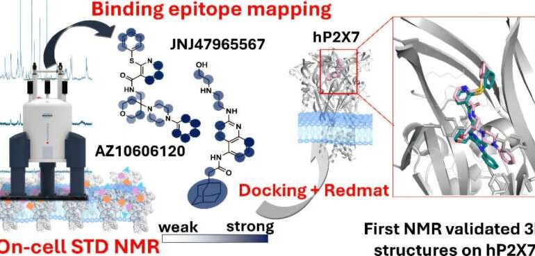 New Technique Transforms Drug Design for Ion Channel-Related Diseases