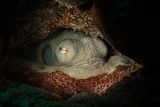 Octopuses May Dream: Study Reveals Colorful Sleep Patterns
