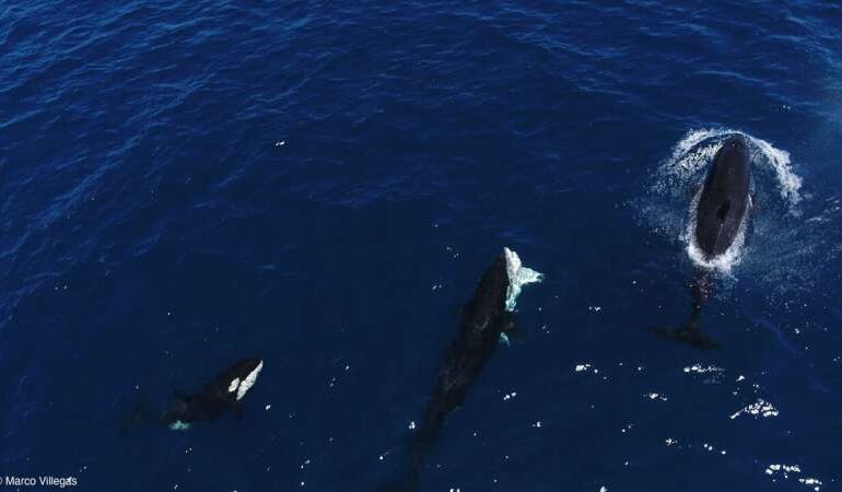 Orcas Target Young Great Whites in Gulf of California