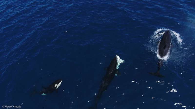 Orcas Target Young Great Whites in Gulf of California