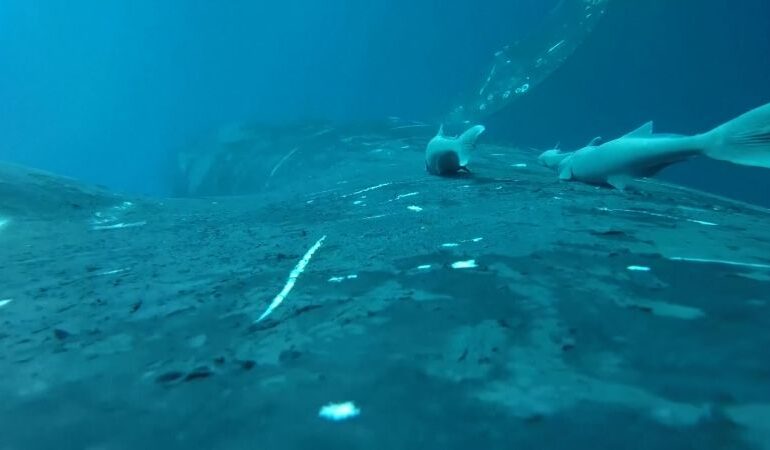 Rare Footage Captures Remora Fish in Thrilling Whale-Surfing Stunt