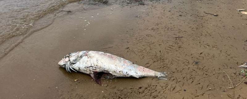 Researchers Identify Algae Species Behind South Australia’s Crisis