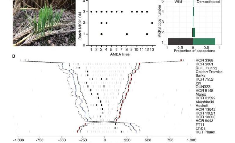 Researchers Identify Genetic Mechanism Behind Early Barley Sprouting