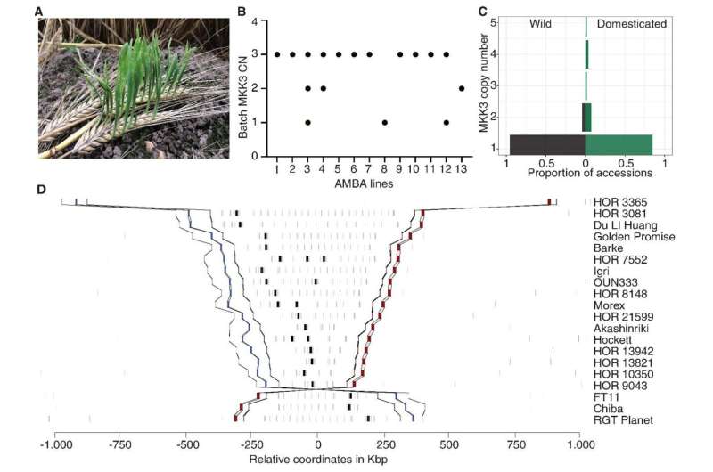 Researchers Identify Genetic Mechanism Behind Early Barley Sprouting