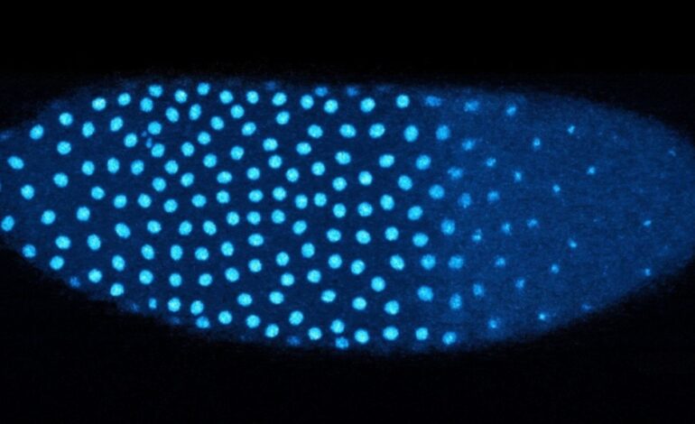 Researchers Uncover Mechanism for Embryonic Development in Fruit Flies