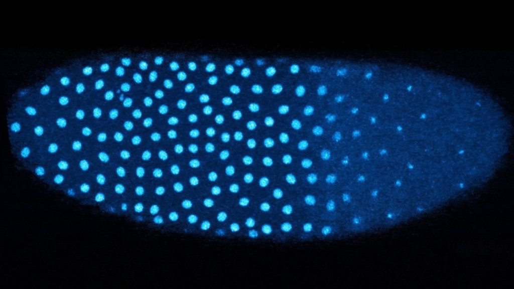 Researchers Uncover Mechanism for Embryonic Development in Fruit Flies