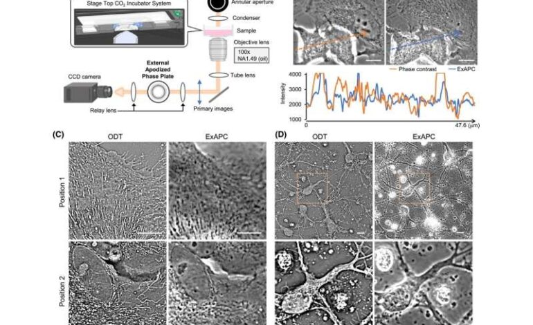 Researchers Unlock High-Resolution Imaging of Cellular Organelles