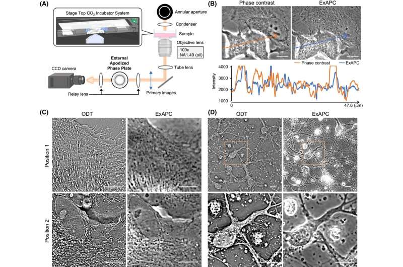 Researchers Unlock High-Resolution Imaging of Cellular Organelles