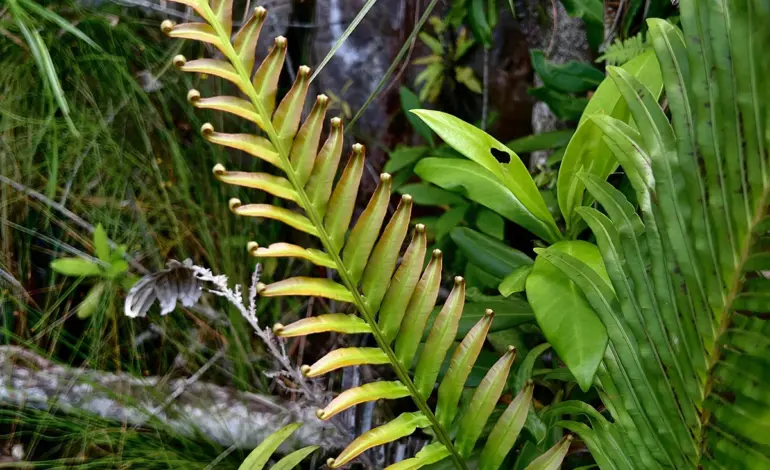 Scientists Discover Ferns Can Extract Rare Earth Metals Naturally